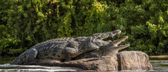 Mating Nile crocodile (Crocodylus niloticus). Two crocodiles with opened mouth
