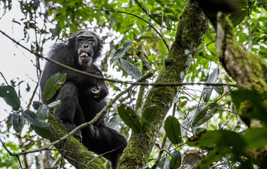 Close up portrait of chimpanzee ( Pan troglodytes ) resting  on the tree in the jungle