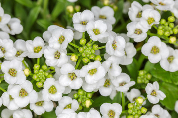 アリッサムの花と蕾
