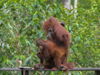 Baby orangutan crawls around his red mom (Tanjung Puting National Park, Indonesia, Borneo / Kalimantan)