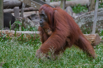 Mother orangutan briskly moves on green grass, holding her baby (Tanjung Puting National Park, Indonesia, Borneo / Kalimantan)