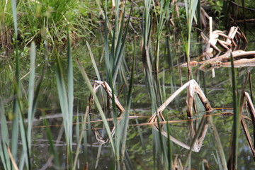 утро на озере