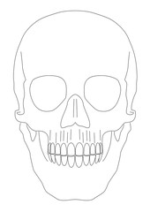 Isolated skull vector in EPS 8 format. 