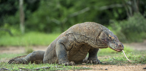 Fototapeta premium Komodo dragon with the flicked out tongue. The Komodo dragon ( Varanus komodoensis ) is the biggest living lizard in the world.