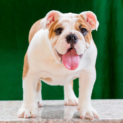 english bulldog