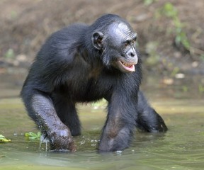 Naklejka premium Bonobo standing in water looks for the fruit which fell in water. Bonobo ( Pan paniscus ).