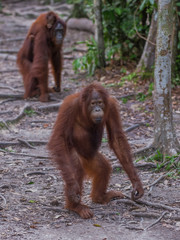 Obraz premium Young cute orangutan standing on the road and thinking (Indonesia, Borneo / Kalimantan)