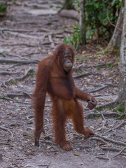 Naklejka premium Good fellow orangutan standing on the road and thinking (Indonesia, Borneo / Kalimantan)