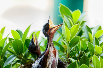  hungry Baby birds  in a nest wanting the mother bird to come an
