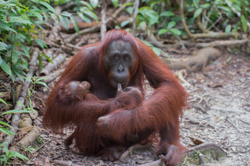 Mama orangutan thought with baby in her arms (Tanjung Puting National Park, Borneo / Kalimantan, Indonesia)