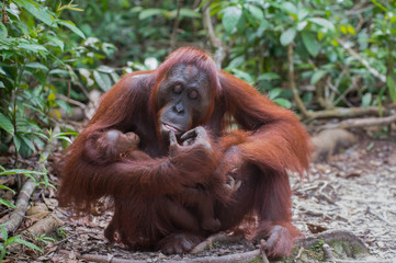 Mama orangutan looks at her child (Indonesia, Borneo / Kalimantan)