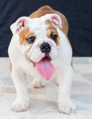 english bulldog