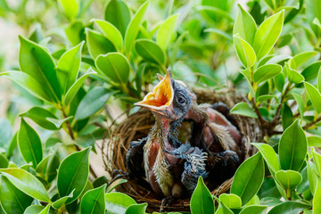  hungry Baby birds  in a nest wanting the mother bird to come an
