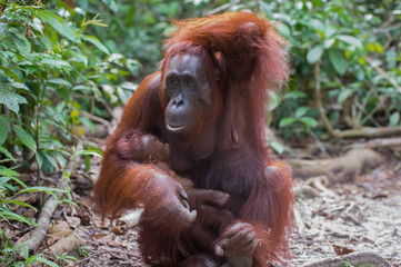 Mama Orangutan with baby in her arms thinking (Indonesia, Borneo / Kalimantan)