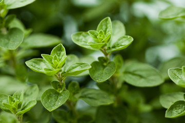Oregano