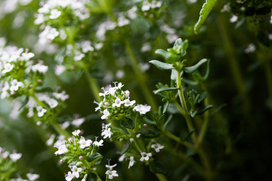 Blooming Thyme