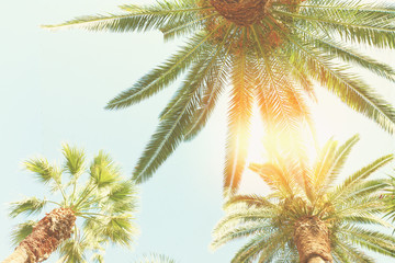 palm tree and sunshine © neirfy