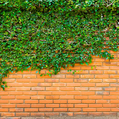 Green ivy on the brick wall