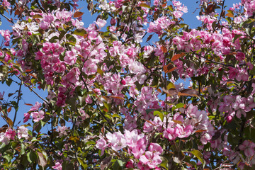Apple tree with pink flowers against the blue sky