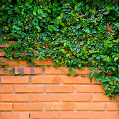 Green ivy on the brick wall