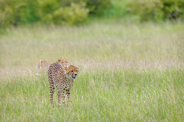 cheetah © Herbert