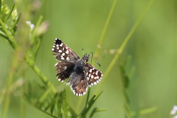 Shaggy brown butterfly on a green grass