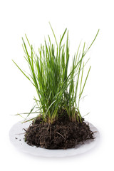 трава на тарелке