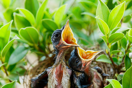  hungry Baby birds  in a nest wanting the mother bird to come an