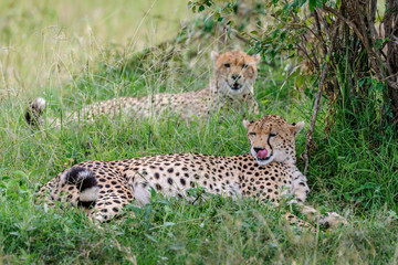 cheetah © Herbert