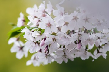 Japanische Blütenkirsche / Prunus Serrulata
