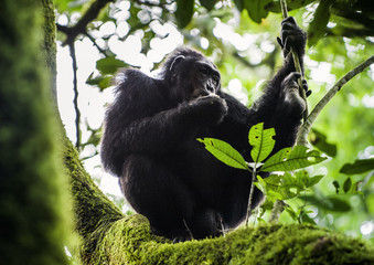 Close up portrait of chimpanzee ( Pan troglodytes ) resting  on the tree in the jungle