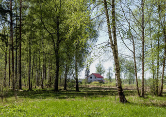 Nature. Spring landscape