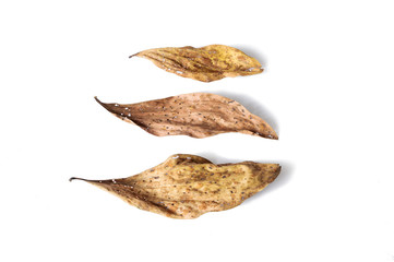 dry leaf full of holes on white background