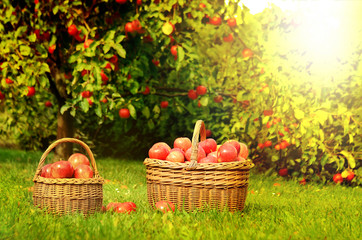 Two wicker basket full of red apples at sunset