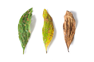 green and dry leaf full of holes on white background