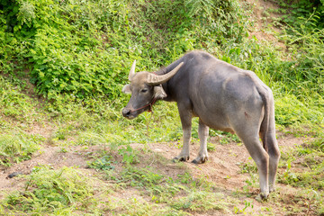 Naklejka na ściany i meble Water buffalo standing on green grass