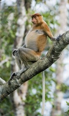 Male proboscis monkey On Borneo, Indonesia.