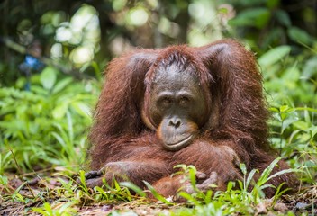 Orangutan Portrait. lose up at a short distance  portrait of the orangutan. Bornean orangutan (Pongo pygmaeus) in the wild nature.