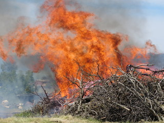 Disposal of old wood by controlled burn