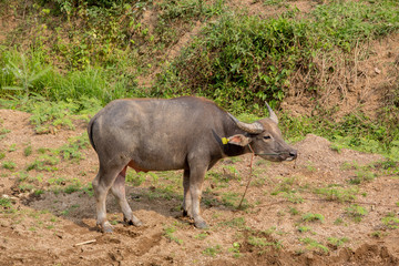 Obraz premium Water buffalo standing on green grass
