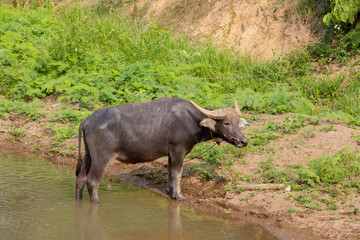 Water buffalo standing on green grass