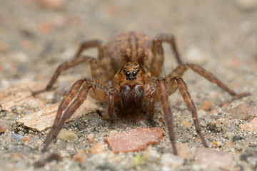 Macro photo of a Trochosa wolf spider on ground