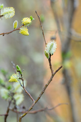 Blooming willow twig 