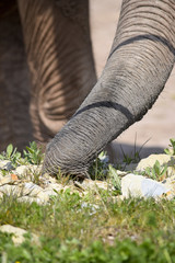 curious elephant trunk - Neugieriger Elefantenrüssel