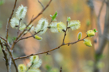 Blooming willow twig 