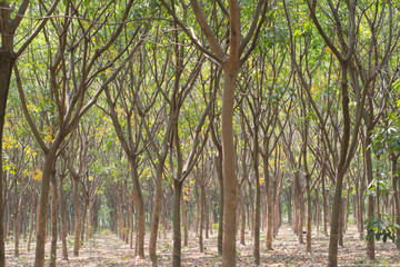 rubber plantation, South of Thailand