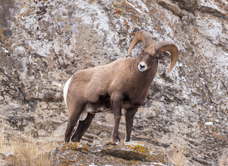 Bighorn Sheep Ram