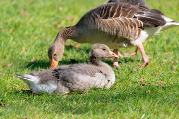 Graugans (Anser anser) Küken Gössel Graugänse
