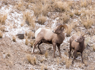Bighorn Sheep Ram and Ewe