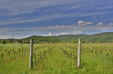 Fototapeta na wymiar Spring Landscape Near Cividale del Friuli 